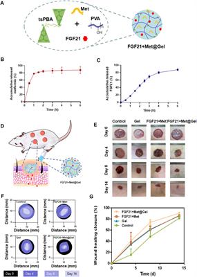 Adhesive, injectable, and ROS-responsive hybrid polyvinyl alcohol (PVA) hydrogel co-delivers metformin and fibroblast growth factor 21 (FGF21) for enhanced diabetic wound repair